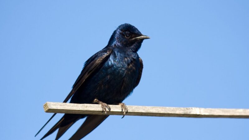 What Is a Purple Martin