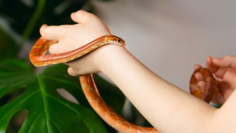 How to Get Rid of Corn Snakes | What Makes Them Aggressive? - Pest Samurai