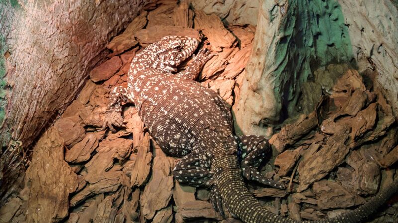 Where Can You Find Argentine Black and White Tegus Today