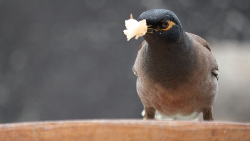 Why Common Myna Birds Are a Problem