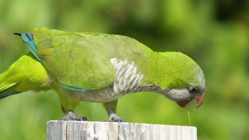 Why Is My Monk Parakeet Acting Violent