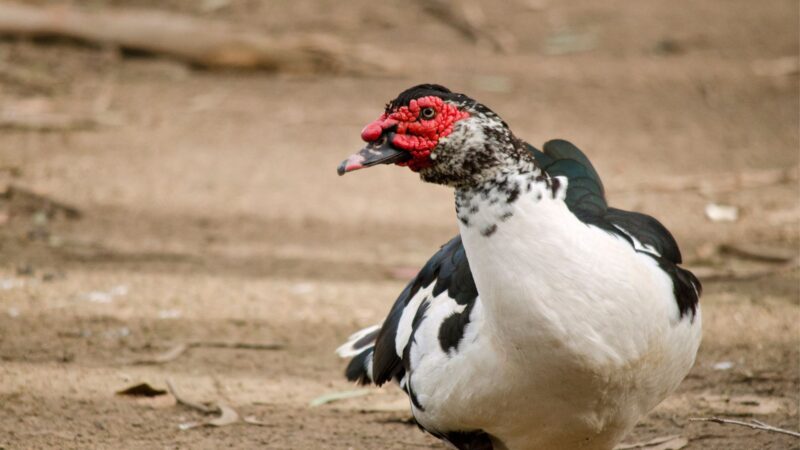 Why Should Muscovy Ducks Be Removed