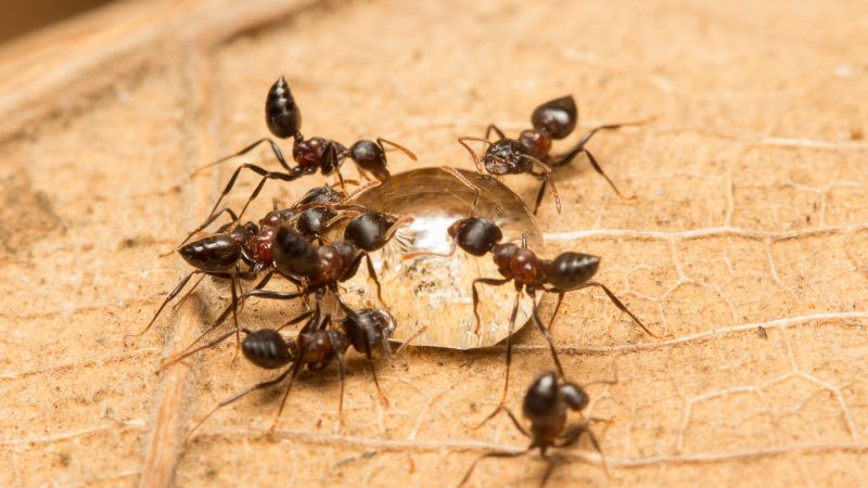 Acrobat Ants