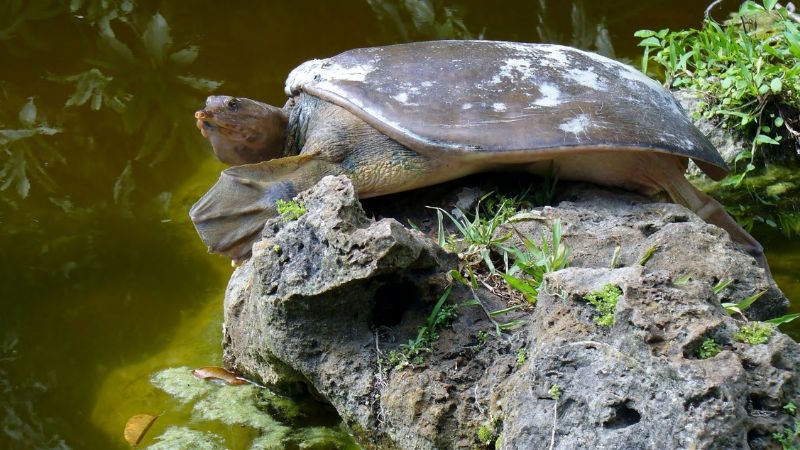 Are Spiny Softshell Turtles Dangerous