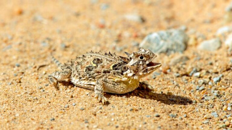 How To Get Rid Of Texas Horned Lizards | Safe And Effective Techniques ...