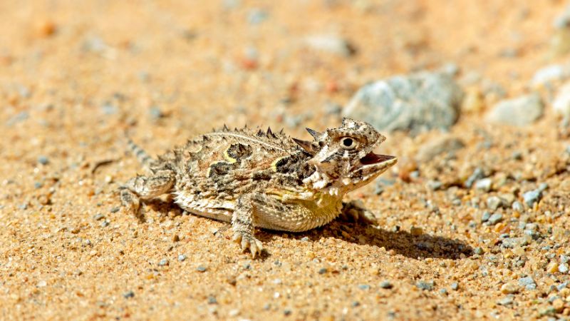 Are Texas Horned Lizards Dangerous