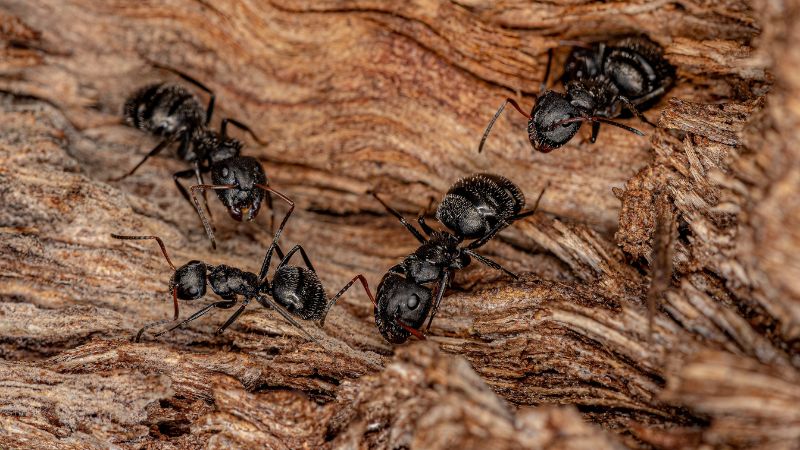 Carpenter Ants