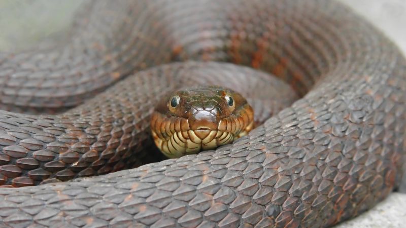 How Dangerous Are Northern Water Snakes