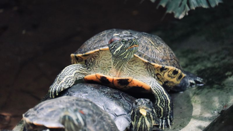 How Dangerous Are Red-Eared Sliders