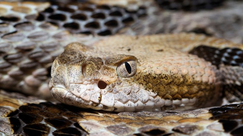 How Dangerous Are Timber Rattlesnakes