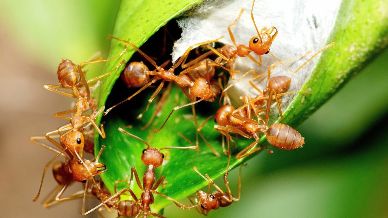 How to Get Rid of Flying Ants Nest Outside