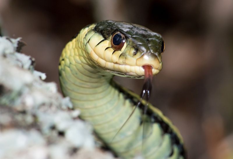 How to Get Rid of Garter Snakes