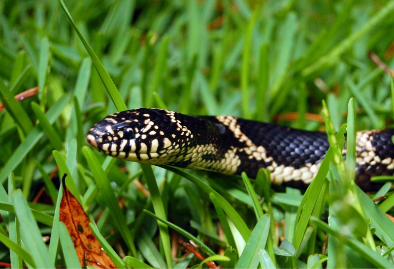How to Get Rid of Kingsnakes
