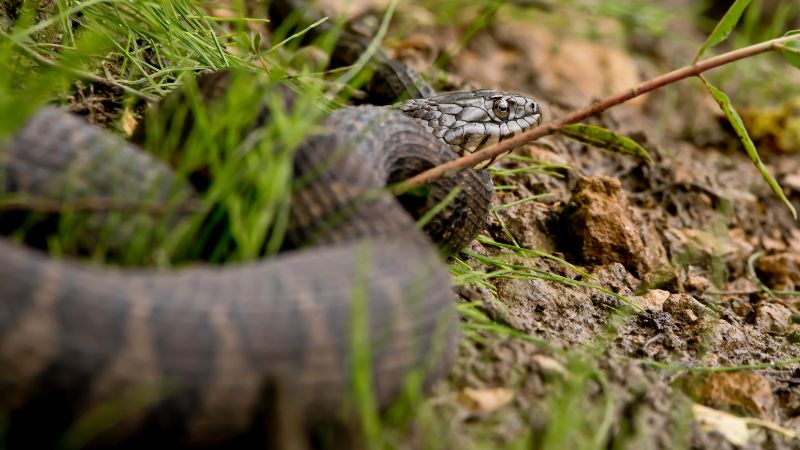 How to Get Rid of Northern Water Snake