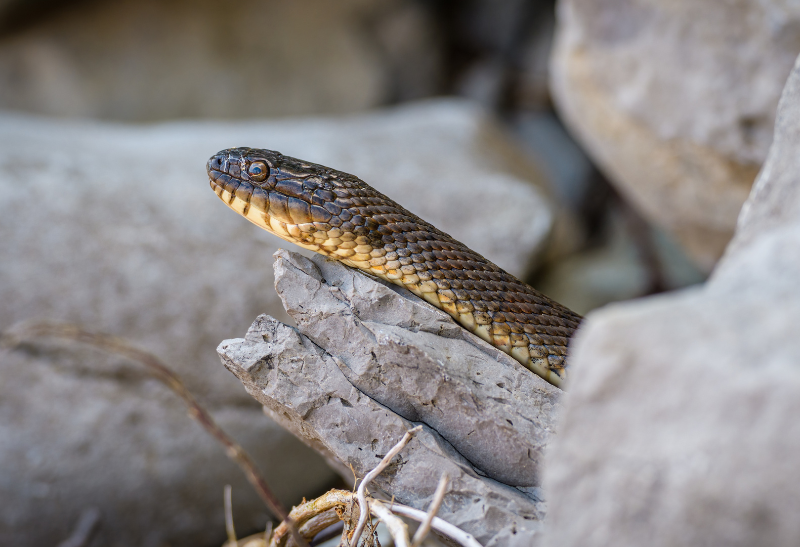 How to Get Rid of Northern Water Snakes