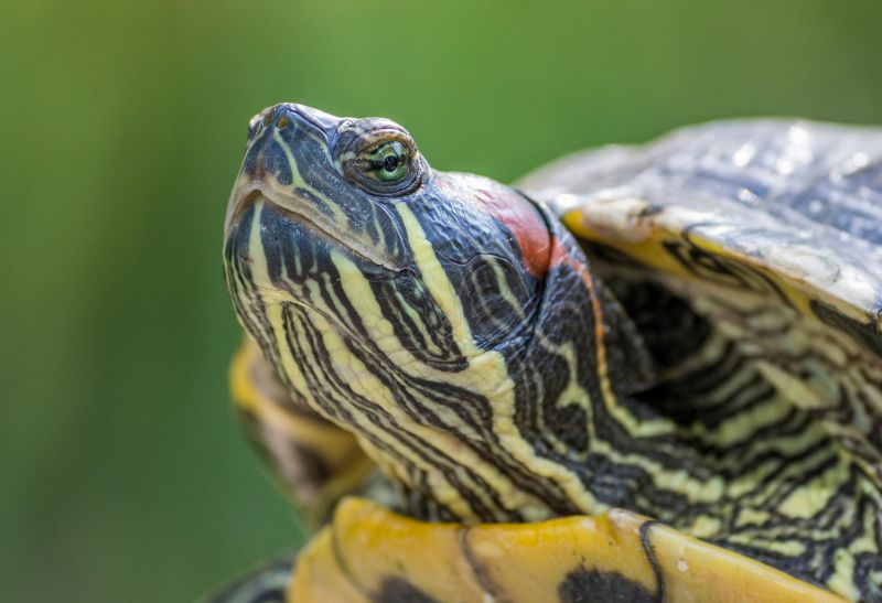 How to Get Rid of Red-Eared Sliders