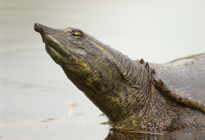 How to Get Rid of Spiny Softshell Turtles
