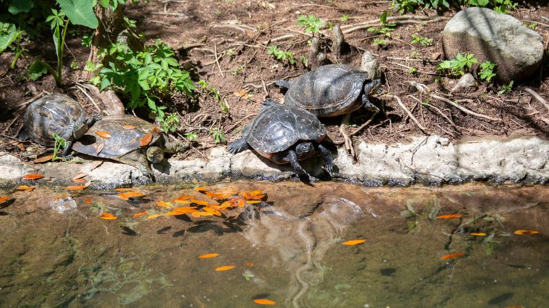 How to Get Rid of Spiny Softshell Turtles