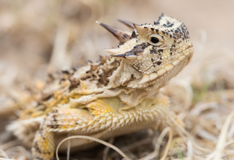 How to Get Rid of Texas Horned Lizards