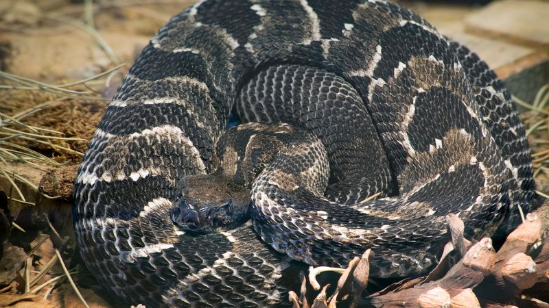 How to Get Rid of Timber Rattlesnakes