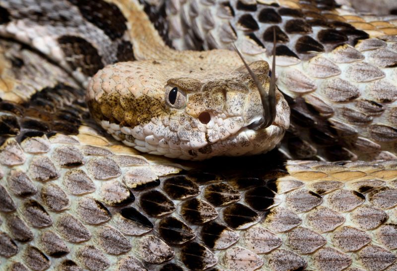 How to Get Rid of Timber Rattlesnakes