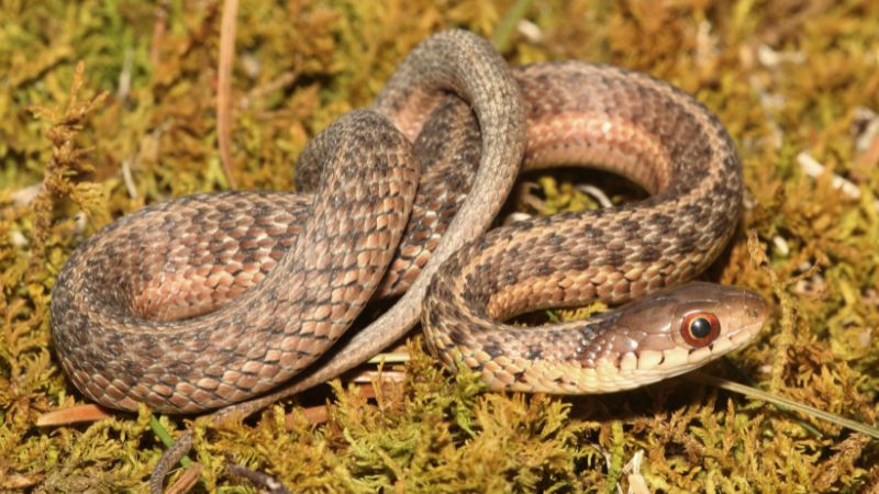 How to Prevent Garter Snakes in the Future
