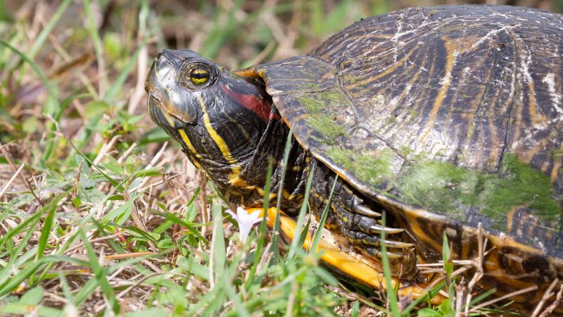 How to Prevent Red-Eared Sliders From Getting Into Your House