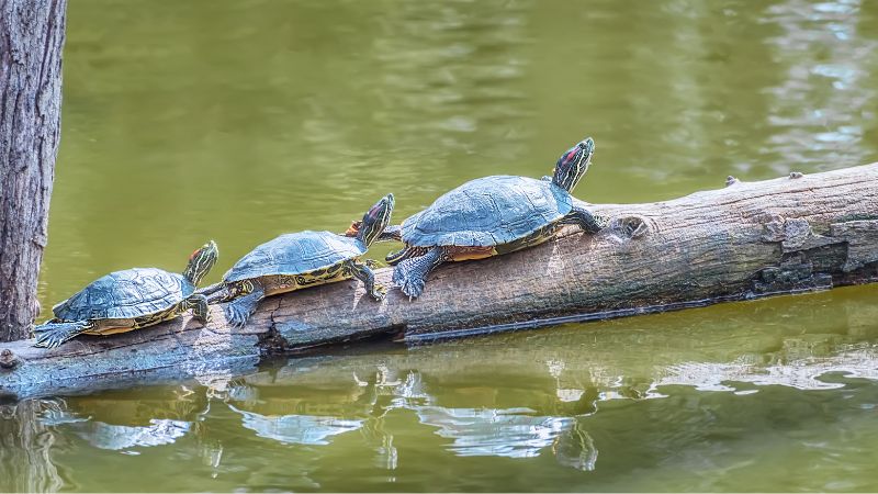 How to Prevent Snapping Turtles From Getting Into Your Pond