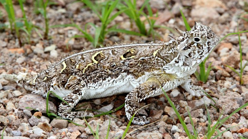 How to Prevent Texas Horned Lizards From Getting Into Your Property