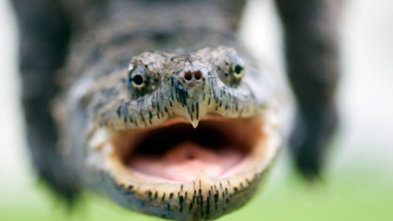 How to Get Rid of Snapping Turtles | Essential Strategies! - Pest Samurai