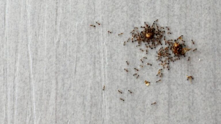 How To Get Rid Of Ants In Bathroom Drain | Proven Techniques & Tips ...