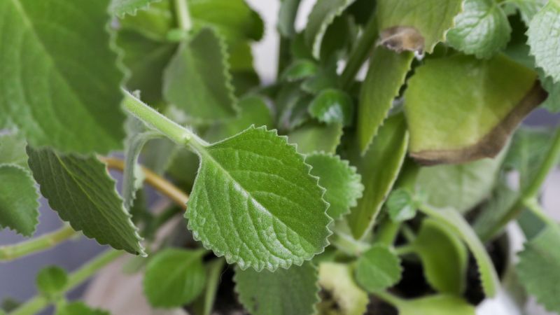 Mint Leaves