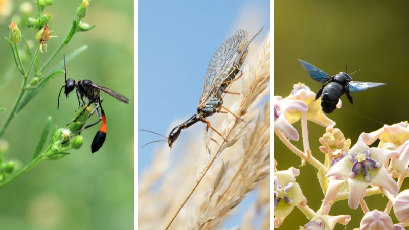 Other Bugs That Look Like Flying Ants