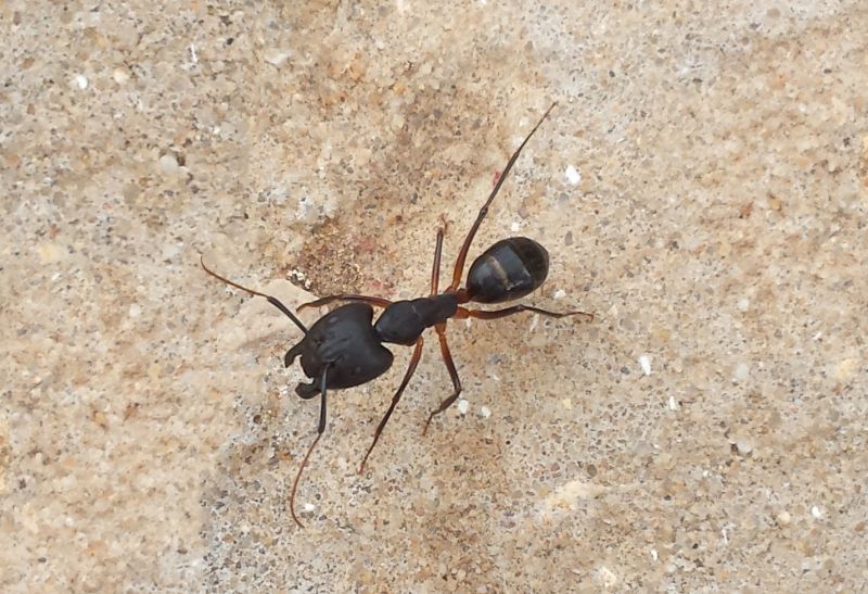 Pavement Ant