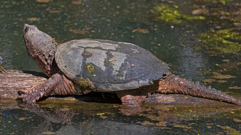 Should You Get Rid of Snapping Turtles in Your Pond
