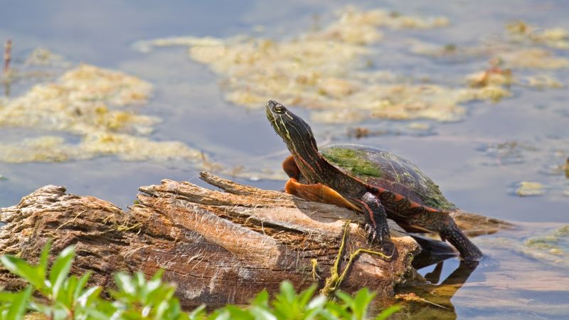 The Pros and Cons of Turtles