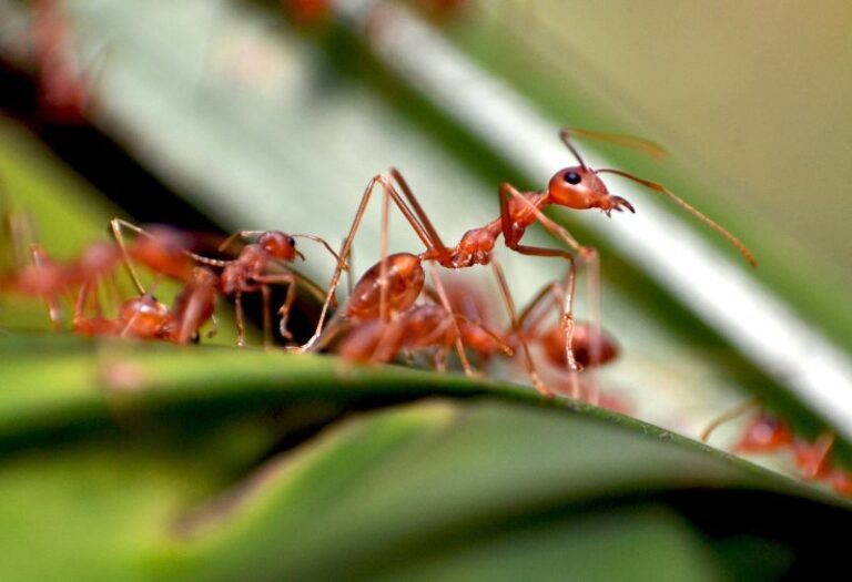 How to Get Rid of Ants in the Kitchen Tried & Proven Techniques