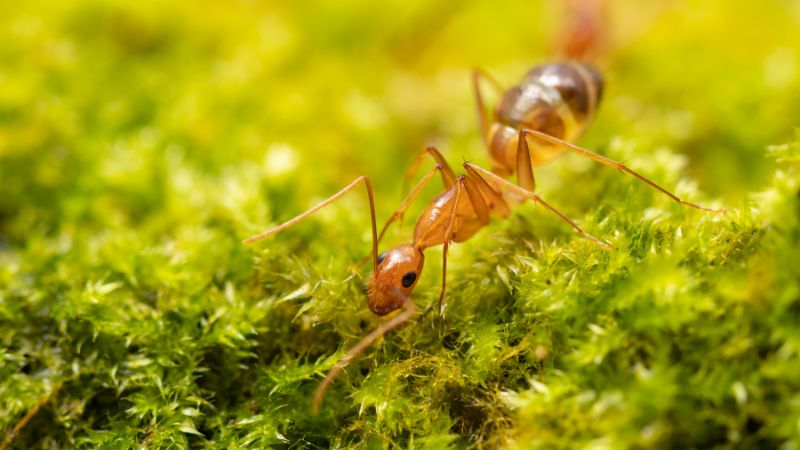 What Are Crazy Ants?