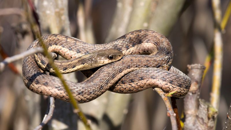 What Are Garter Snakes