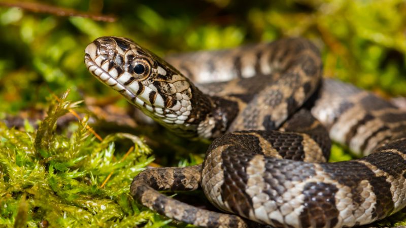 What Are Northern Water Snakes