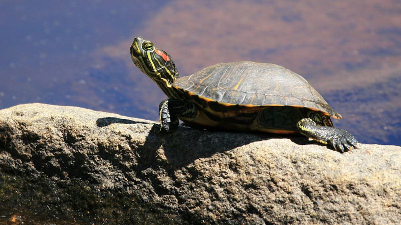 What Are Red-Eared Sliders