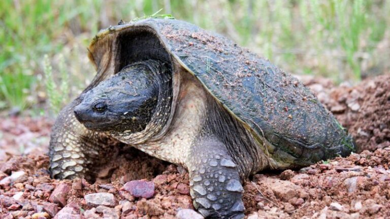 How to Get Rid of Snapping Turtles | Essential Strategies! - Pest Samurai