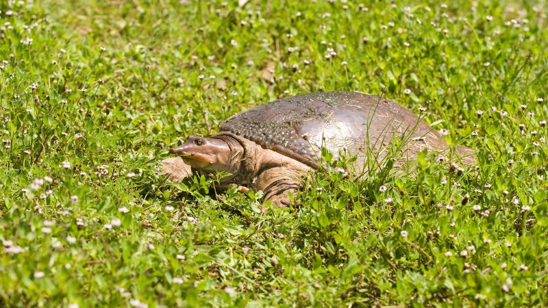 What Are Spiny Softshell Turtles