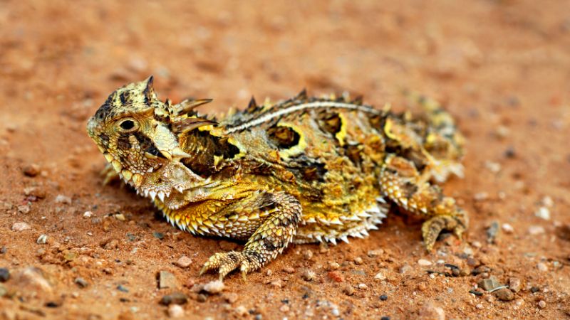 What Are Texas Horned Lizards