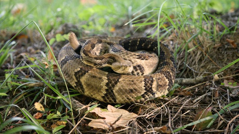 What Are Timber Rattlesnakes