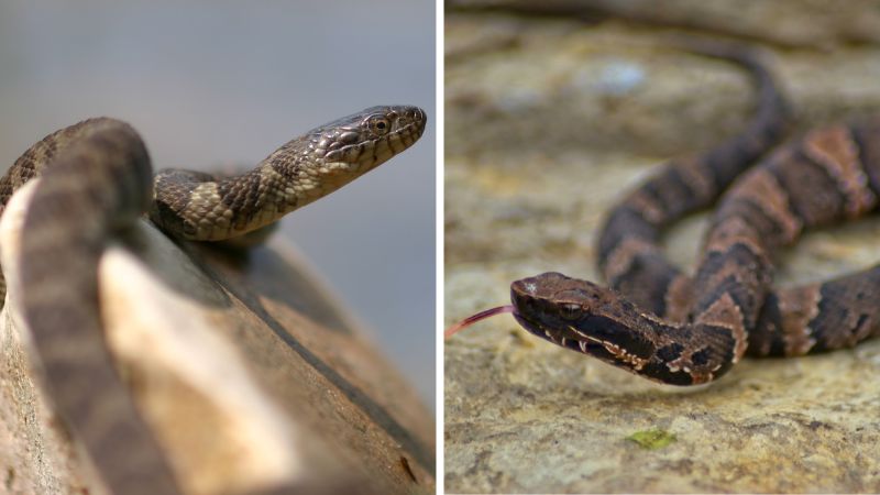 What’s the Difference Between a Northern Water Snake and Cottonmouth