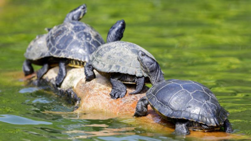 Why Are Red-Eared Sliders Increasing In Nature