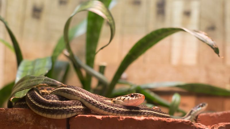 Why Are There Garter Snakes In Your Yard