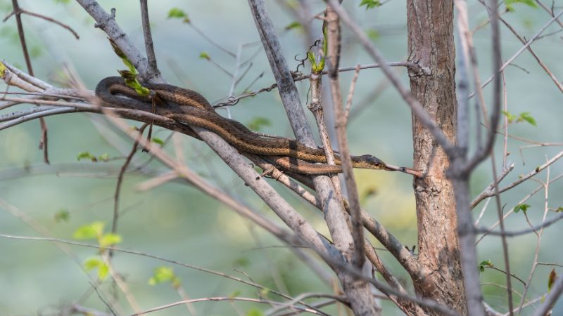 Why Are They Called Garter Snakes