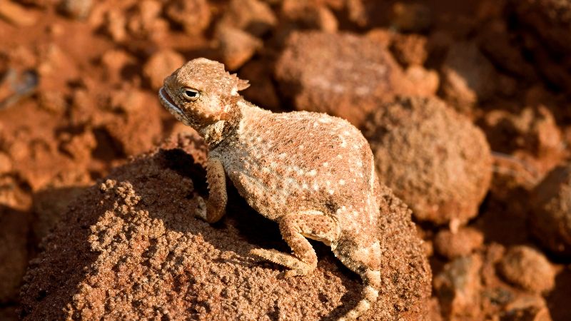 Why Would You Want to Get Rid of Texas Horned Lizards